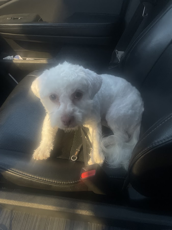 House of Stillwater Pet Grooming