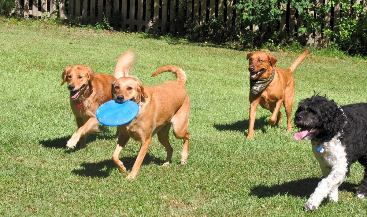 Barker's Cove Kennels and Grooming